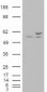 AKT3 Antibody (clone 9H8)
